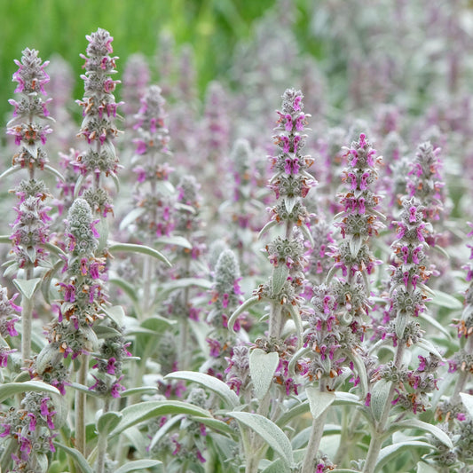 Stachys Byzantina (Lamb's Ear)