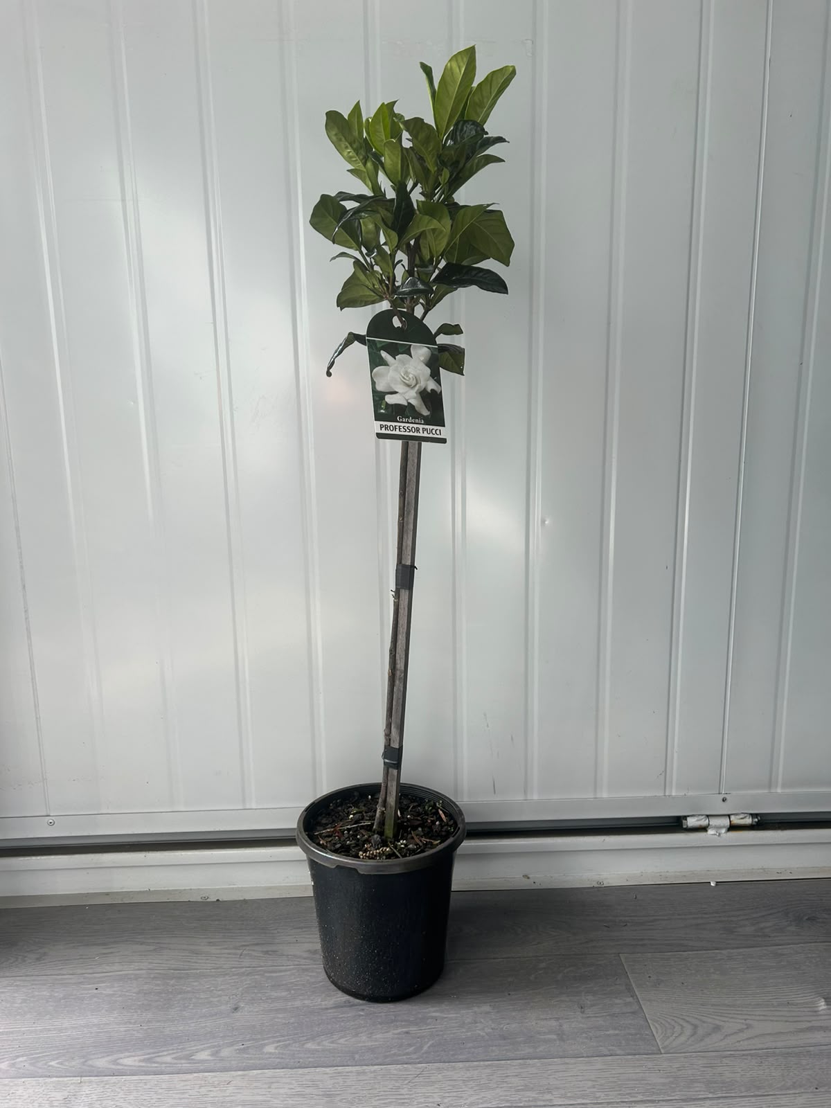 Standard Gardenia Augusta ‘Professor Pucci’ (Professor Pucci Gardenia) CLEARANCE