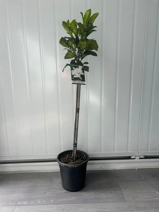 Standard Gardenia Augusta ‘Professor Pucci’ (Professor Pucci Gardenia) CLEARANCE