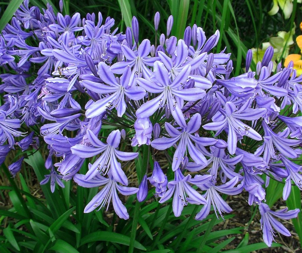 Agapanthus 'Stargazer' (Stargazer Lily Of The Nile)
