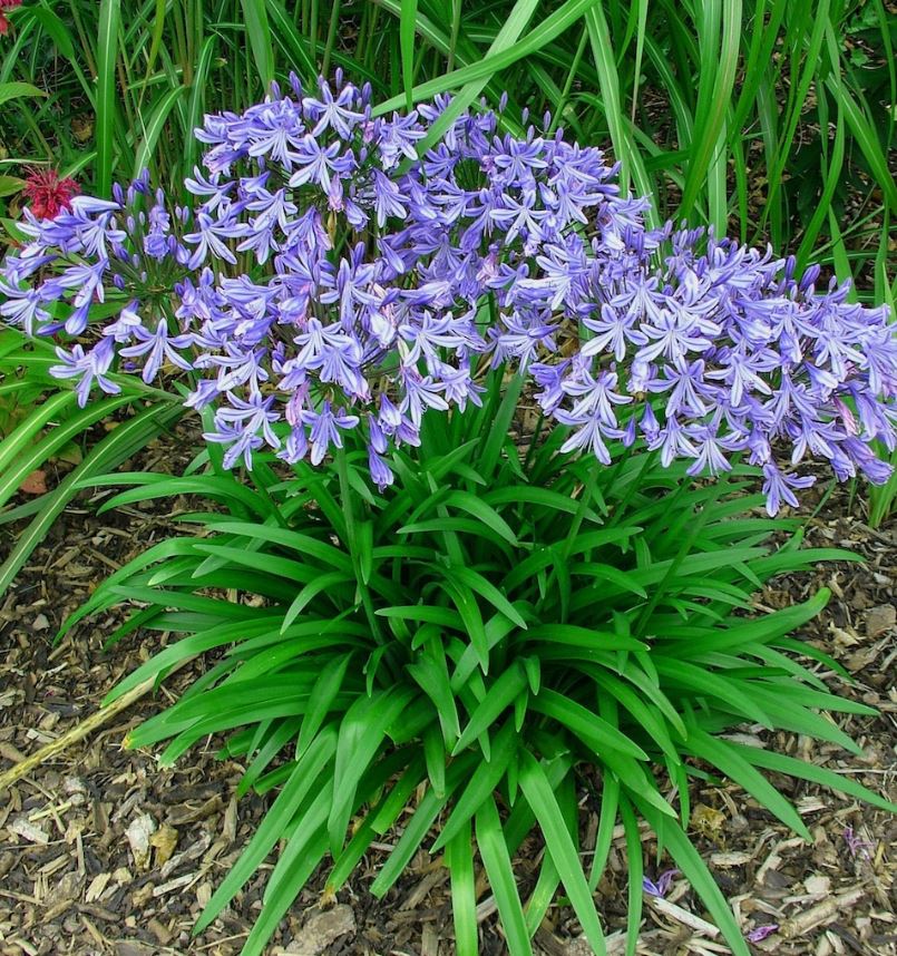 Agapanthus 'Stargazer' (Stargazer Lily Of The Nile)