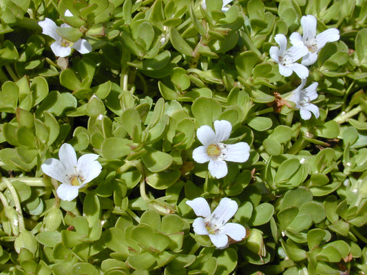 Bacopa Monnieri (Brahmi Memory Herb)