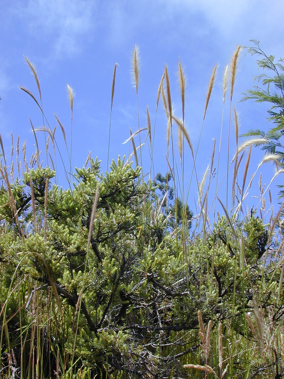 Dichelachne Crinita (Long Hair Plume Grass)