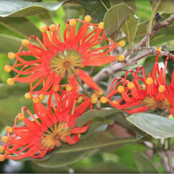 Stenocarpus Sinuatus (Firewheel Tree)