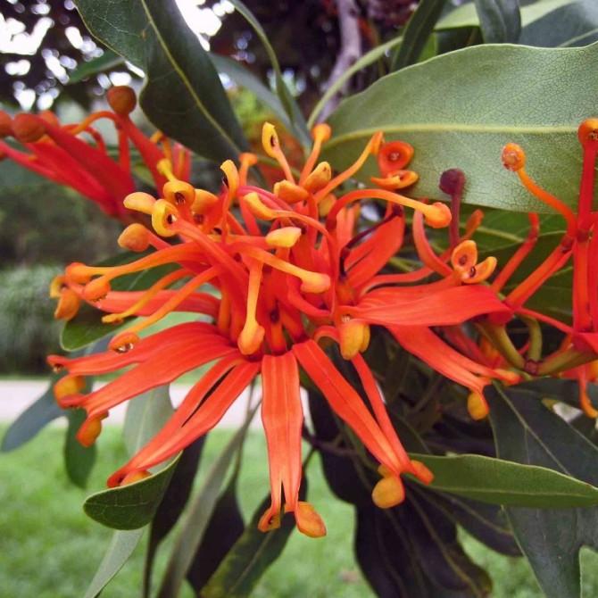 Stenocarpus Sinuatus (Firewheel Tree)
