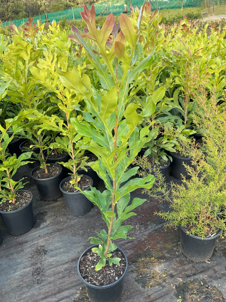 Stenocarpus Sinuatus (Firewheel Tree)