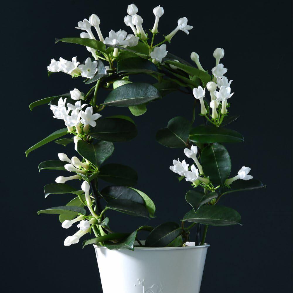 Stephanotis Floribunda (Madagascar Jasmine) Tripod