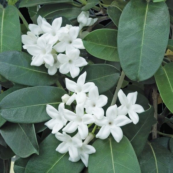 Stephanotis Floribunda (Madagascar Jasmine) Tripod