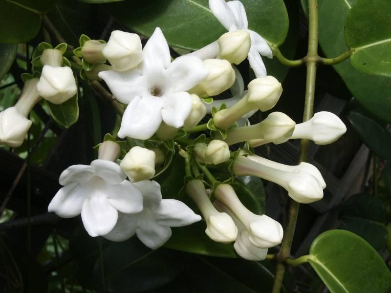 Stephanotis Floribunda (Madagascar Jasmine) Tripod