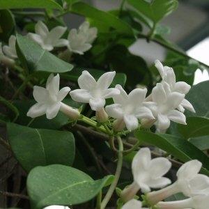 Stephanotis floribunda (Madagascar Jasmine)