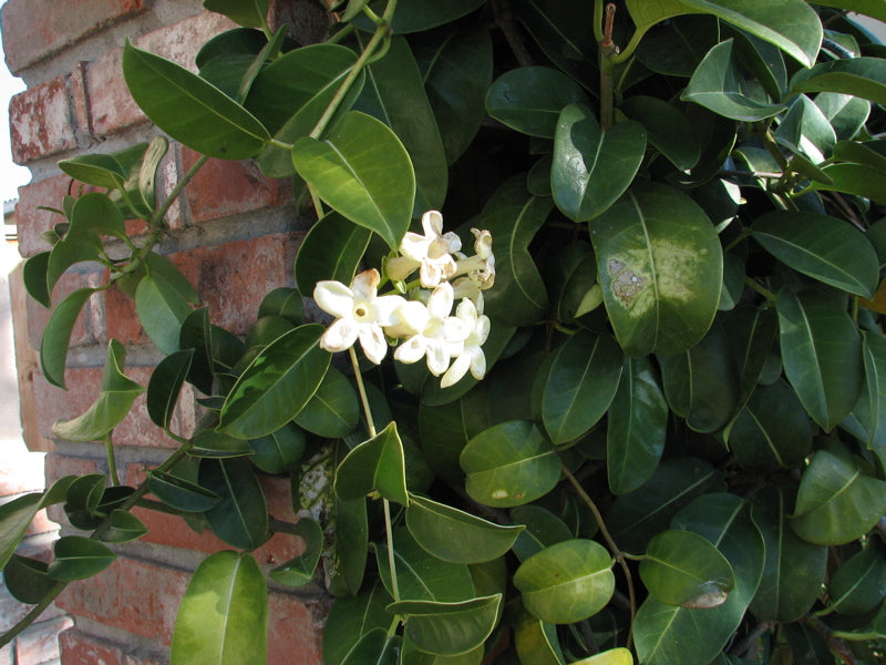 Stephanotis floribunda (Madagascar Jasmine)