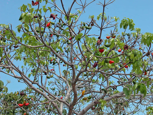 Sterculia quadrifida (Peanut Tree)