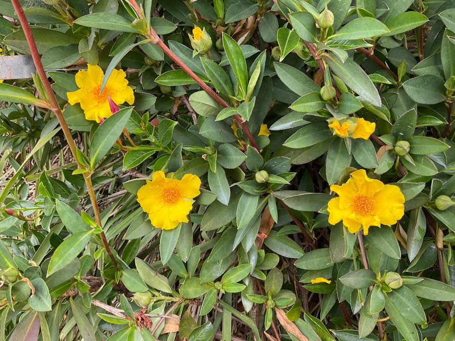 Hibbertia scandens (HBS02) ‘STRAIGHT UP™’