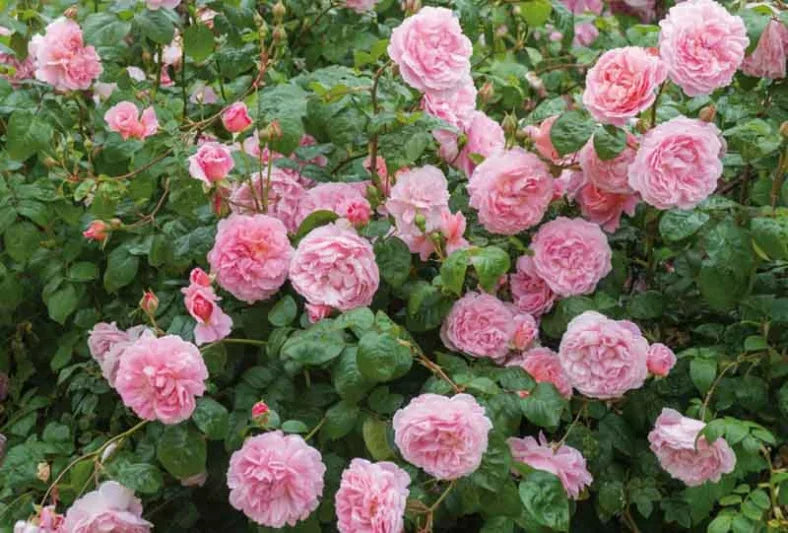Rosa 'Strawberry Hill' (Strawberry Hill English Climbing Rose)