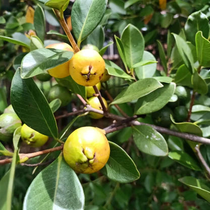 Psidium Cattleianum (Yellow Cherry Guava)