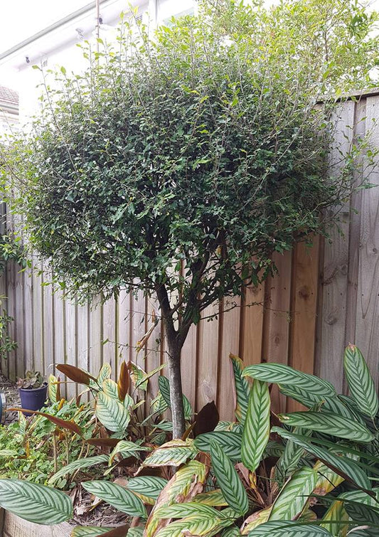 Streblus Brunonianus (Whau Tree)