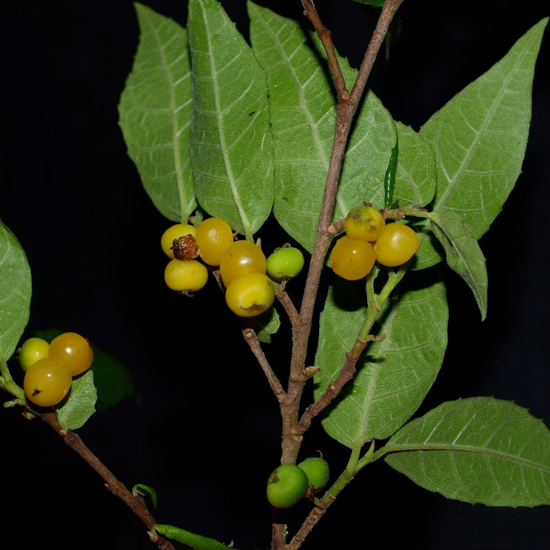 Streblus Brunonianus (Whau Tree)
