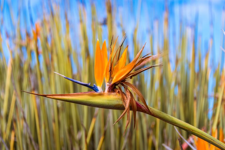 Strelitzia Juncea (Narrow Leaf Bird of Paradise)