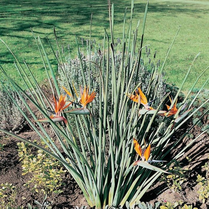 Strelitzia Juncea (Narrow Leaf Bird of Paradise)
