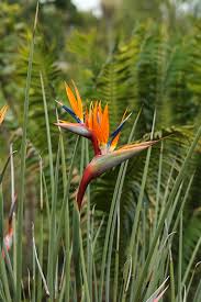 Strelitzia Juncea (Narrow Leaf Bird of Paradise)
