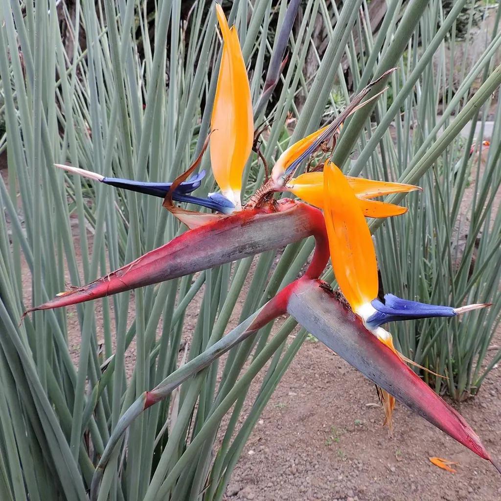 Strelitzia Parvifolia (Small-Leaf Bird Of Paradise)