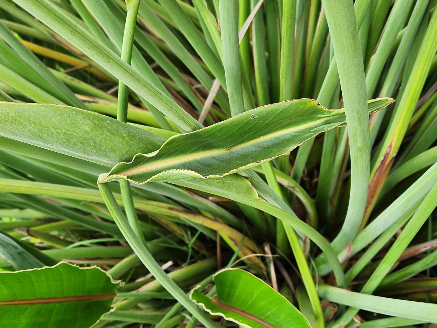 Strelitzia Parvifolia (Small-Leaf Bird Of Paradise)