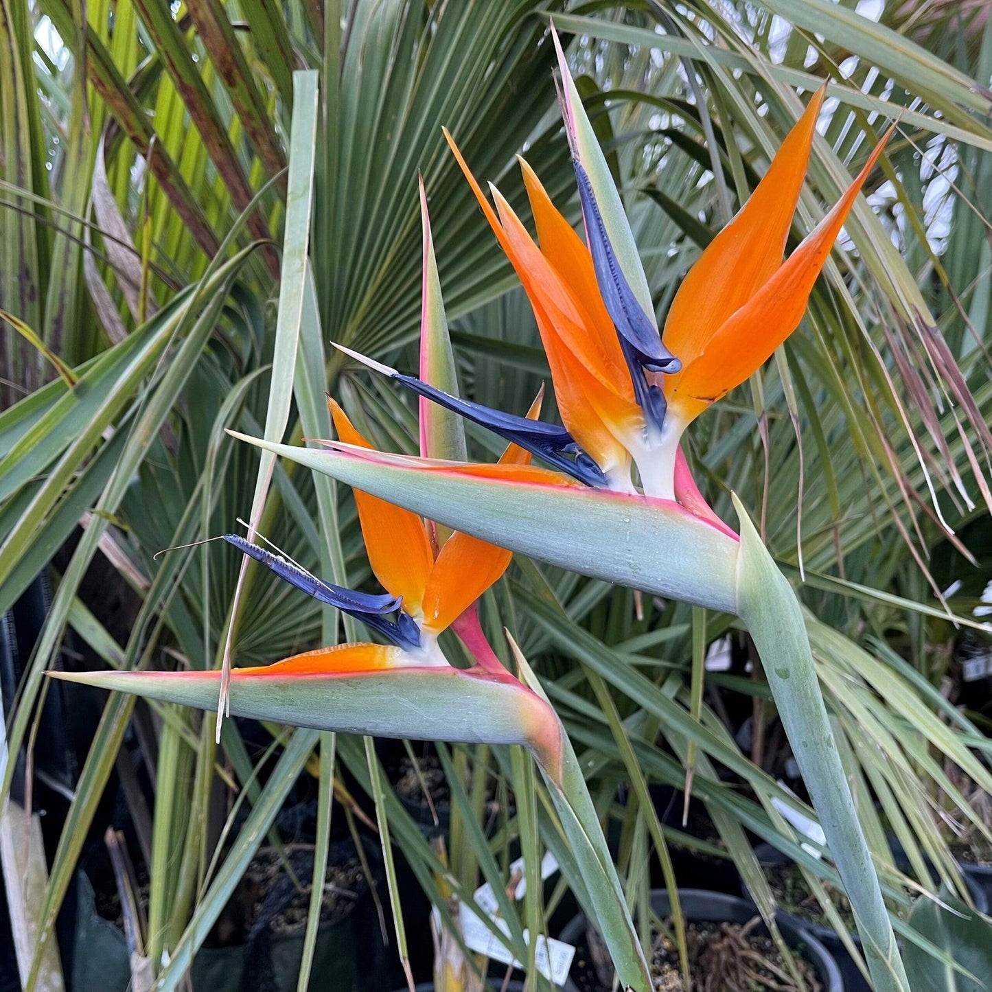 Strelitzia Parvifolia (Small-Leaf Bird Of Paradise)