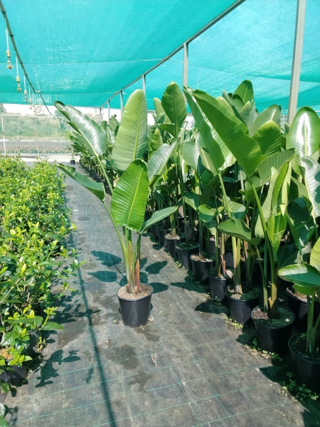 Strelitzia Nicolai (Giant Bird of Paradise)