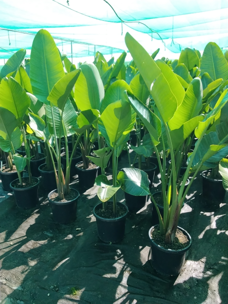 Strelitzia Nicolai (Giant Bird of Paradise)