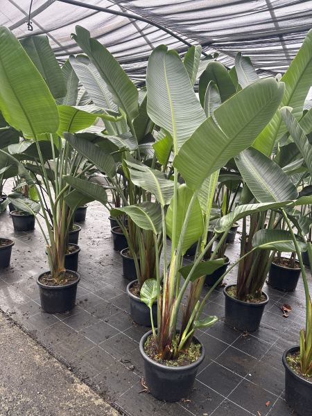 Strelitzia Nicolai (Giant Bird of Paradise)