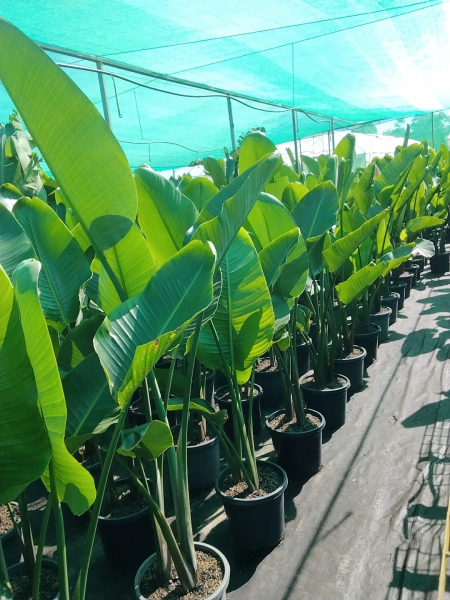 Strelitzia Nicolai (Giant Bird of Paradise)