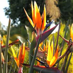 Strelitzia parvifolia var. juncea (Narrow-Leaf Bird of Paradise)
