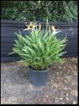 Strelitzia Reginae (Bird of Paradise)
