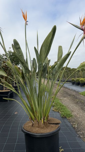 Strelitzia Reginae (Bird of Paradise)