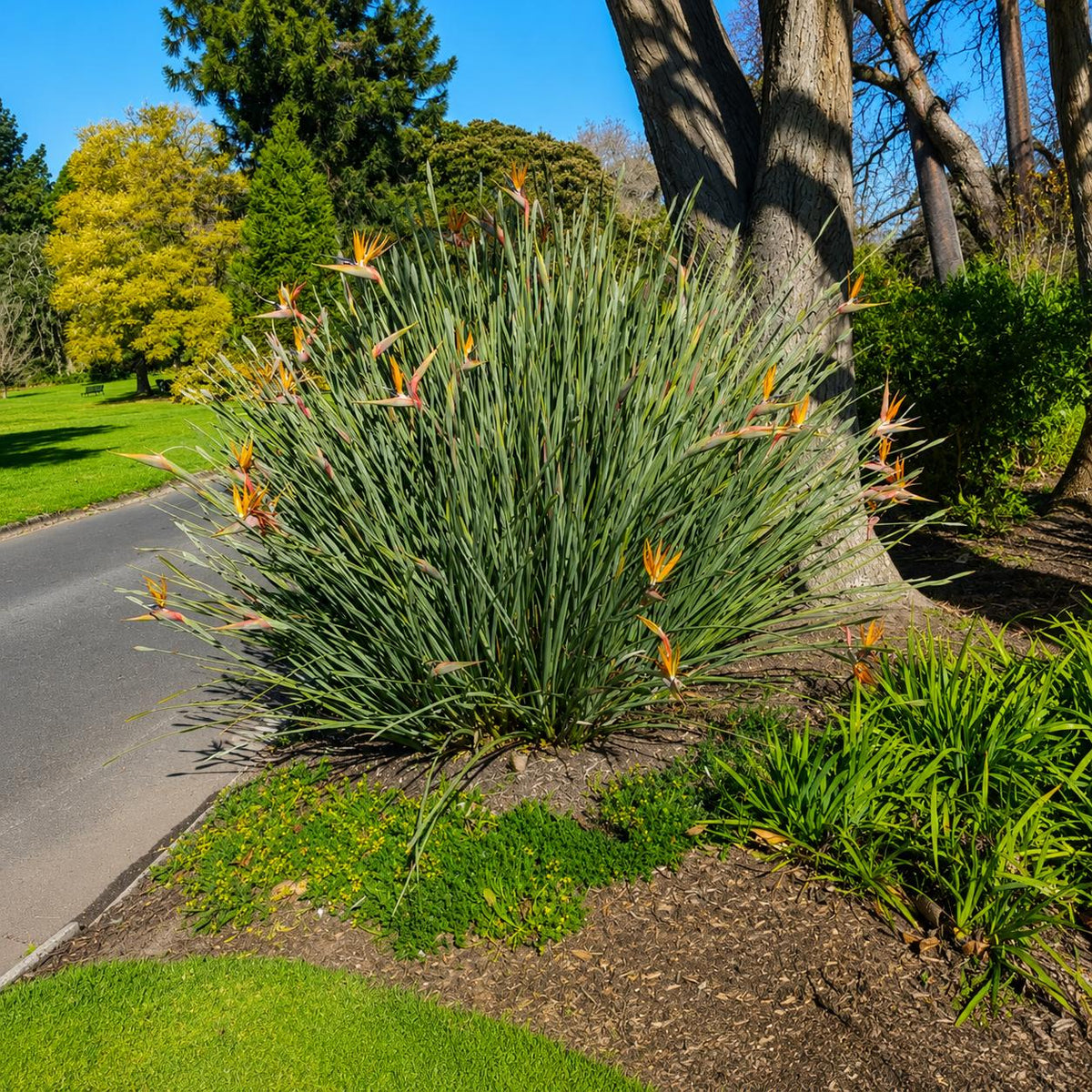 Strelitzia Juncea (Narrow-Leaf Bird of Paradise)