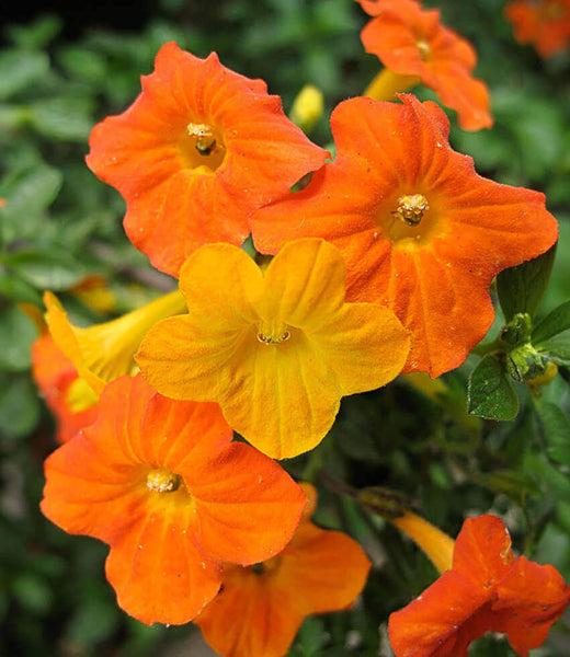 Streptosolen Jamesonii (Marmalade Bush)