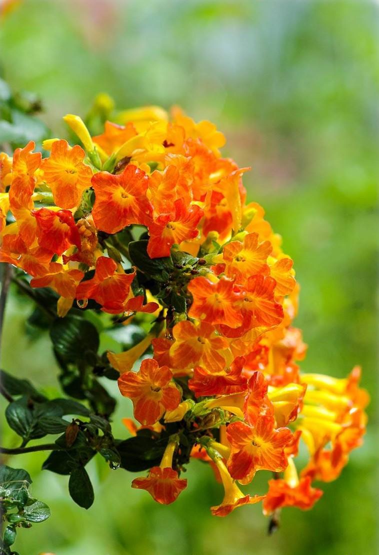 Streptosolen Jamesonii (Marmalade Bush)