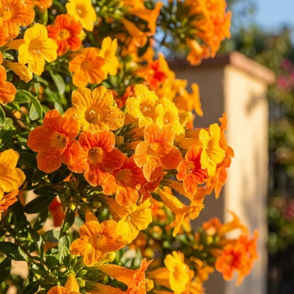 Streptosolen Jamesonii Dwarf (Marmalade Bush) DWARF