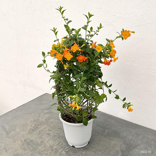 Streptosolen Jamesonii Dwarf (Marmalade Bush) DWARF