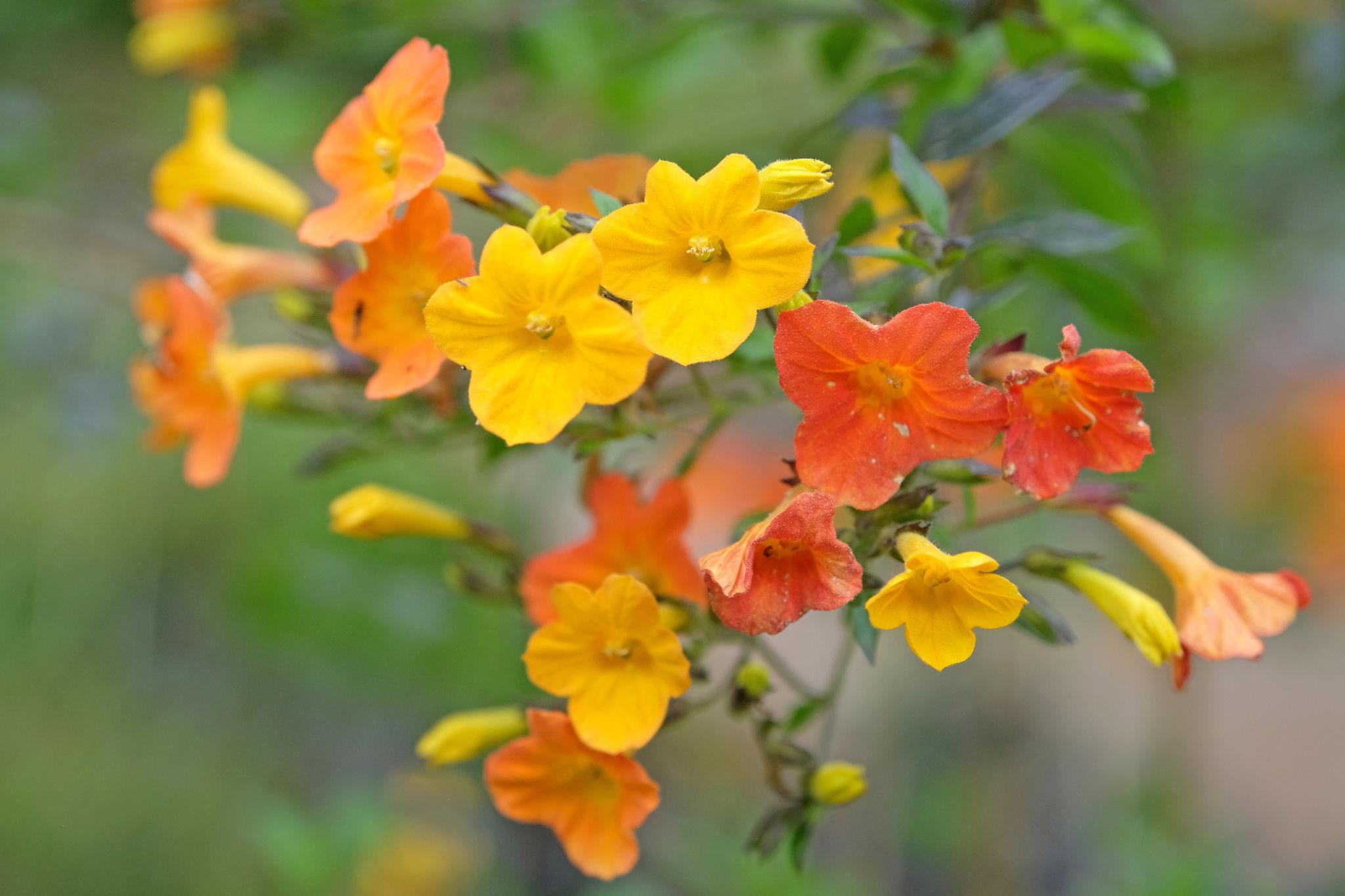 Streptosolen Jamesonii Dwarf (Marmalade Bush) DWARF