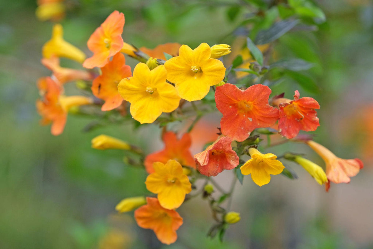 Streptosolen Jamesonii Dwarf (Marmalade Bush) DWARF