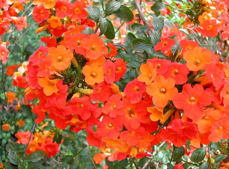 Streptosolen Jamesonii (Marmalade Bush)