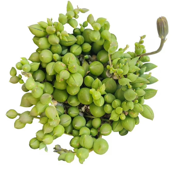 Senecio rowleyanus (Angel Tears / Hanging Baskets)