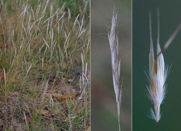 Austrodanthonia Racemosa (Wallaby Grass)