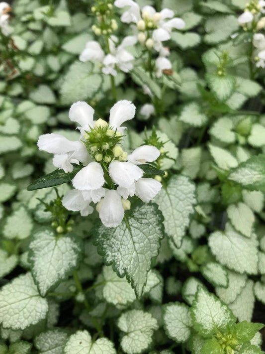 Lamium Maculatum 'Stripey Nancy' (Spotted Deadnettle)