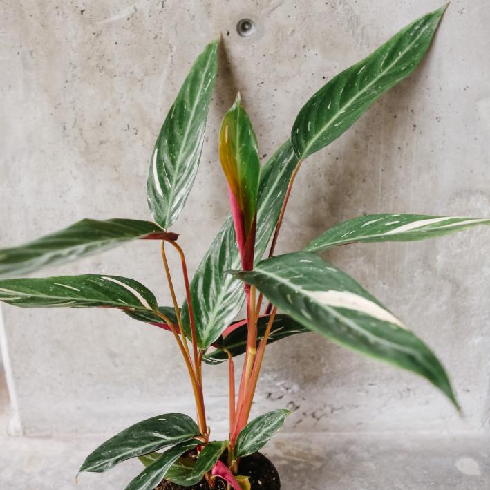 Stromanthe Sanguinea ‘Magic Star’ ( Magic Star Stromanthe )