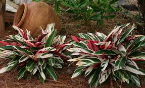 Stromanthe Sanguinea ‘Tricolour’ (Tricolour Stromanthe)