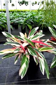 Stromanthe Sanguinea ‘Triostar’ (Tricolour Stromanthe)