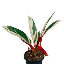 Stromanthe Sanguinea ‘Triostar’ (Tricolour Stromanthe)