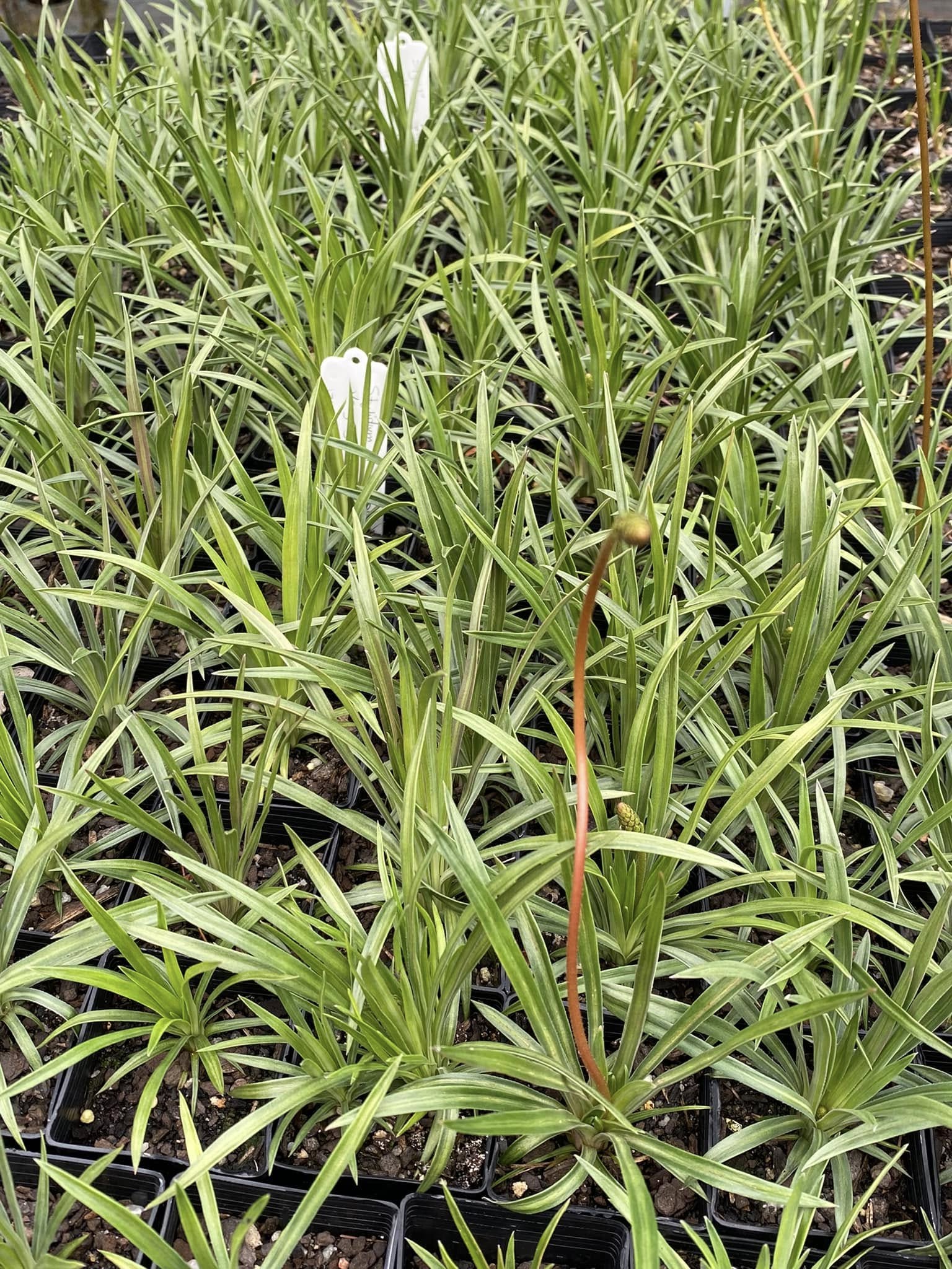 Stylidium Graminifolium (Grass Triggerplant)